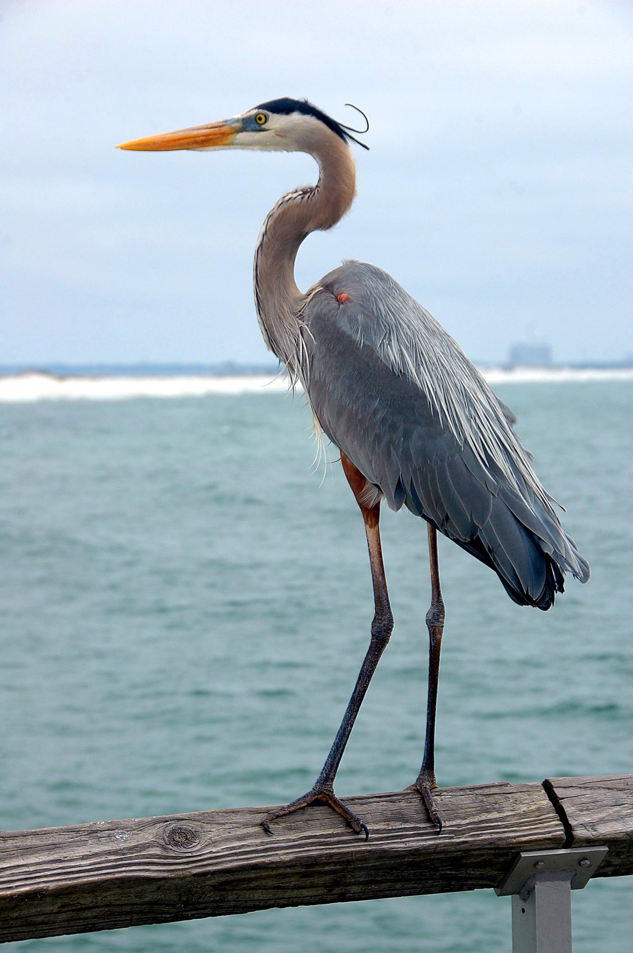 Great Blue Heron on a fishing pier Florida, USA