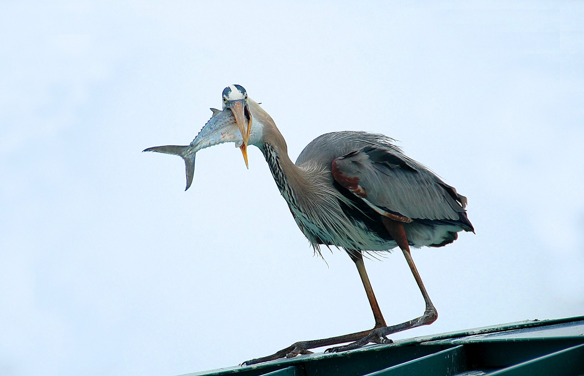Great Blue Heron With A Mouth Full