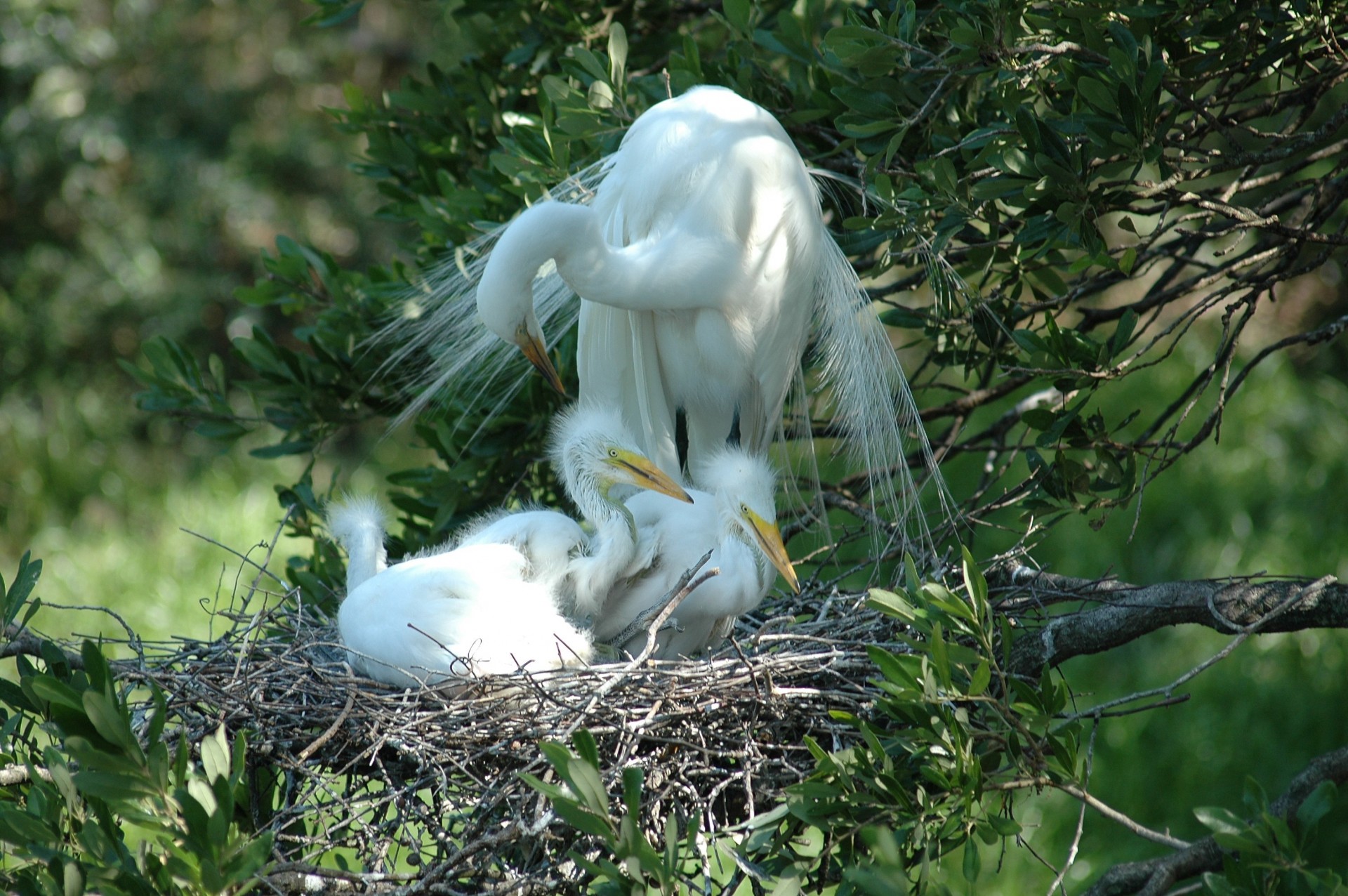 Great White Heron And Her Babies