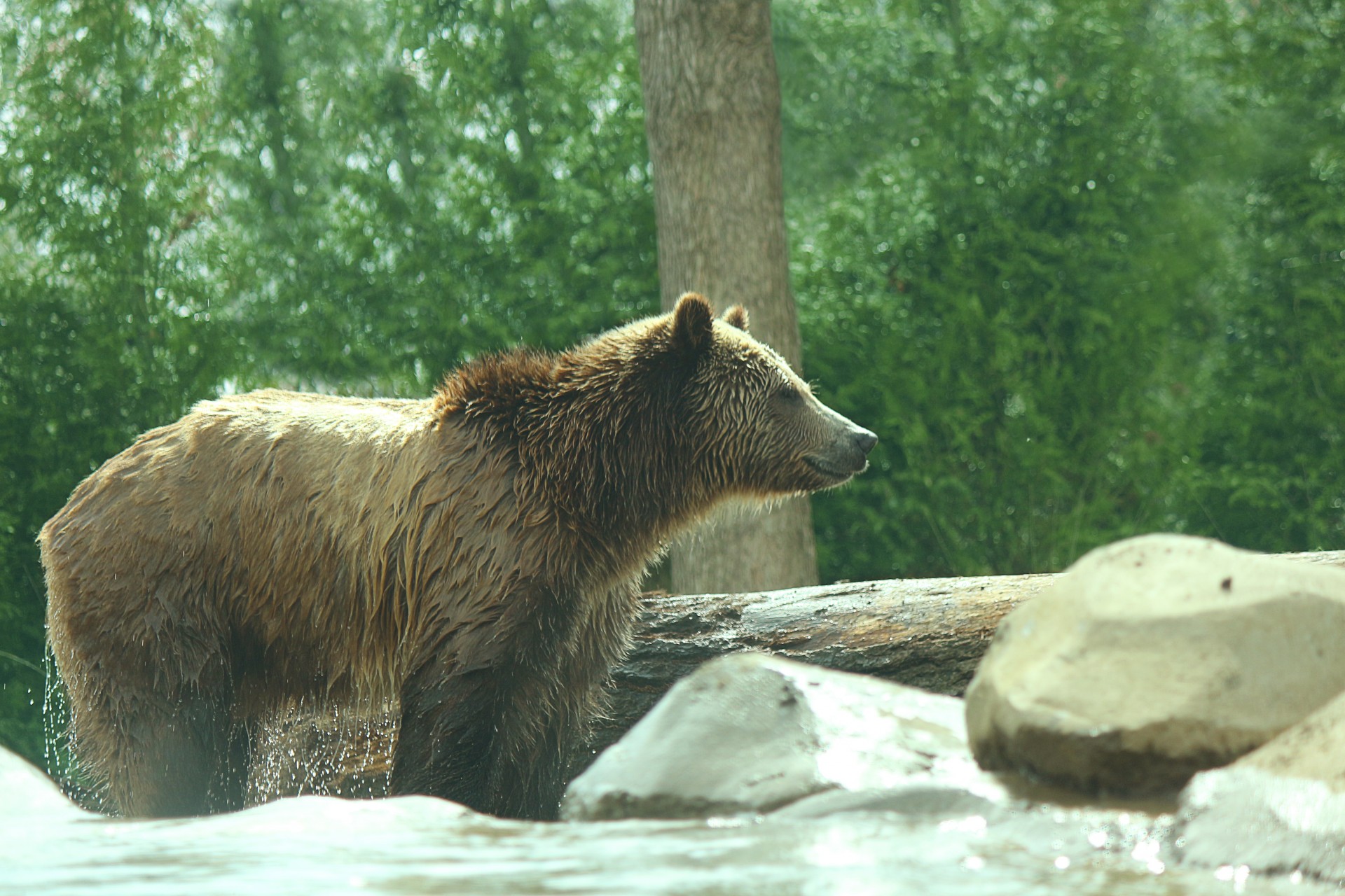 Young grizzly bear at zoo