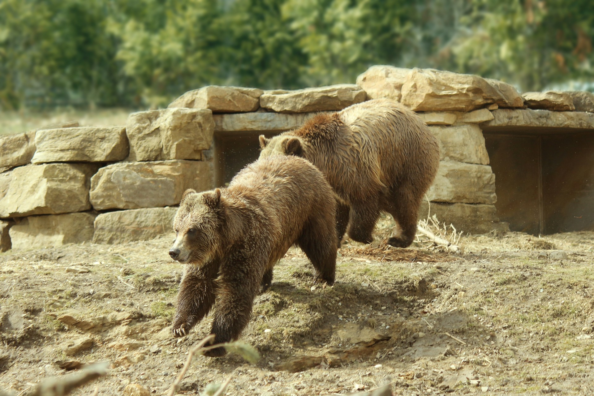 Grizzly Bears Playing 1