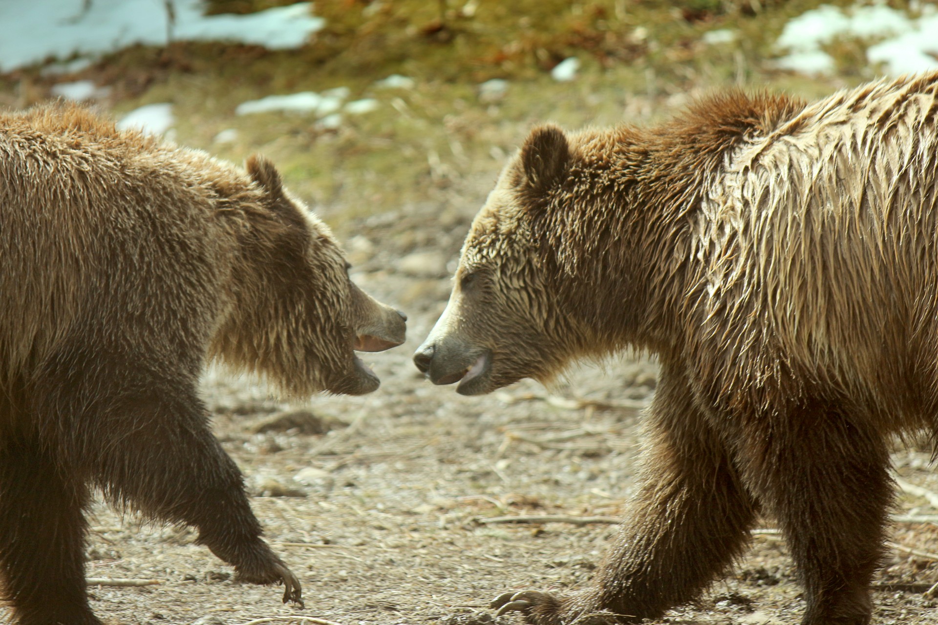 Grizzly Bears Playing 3