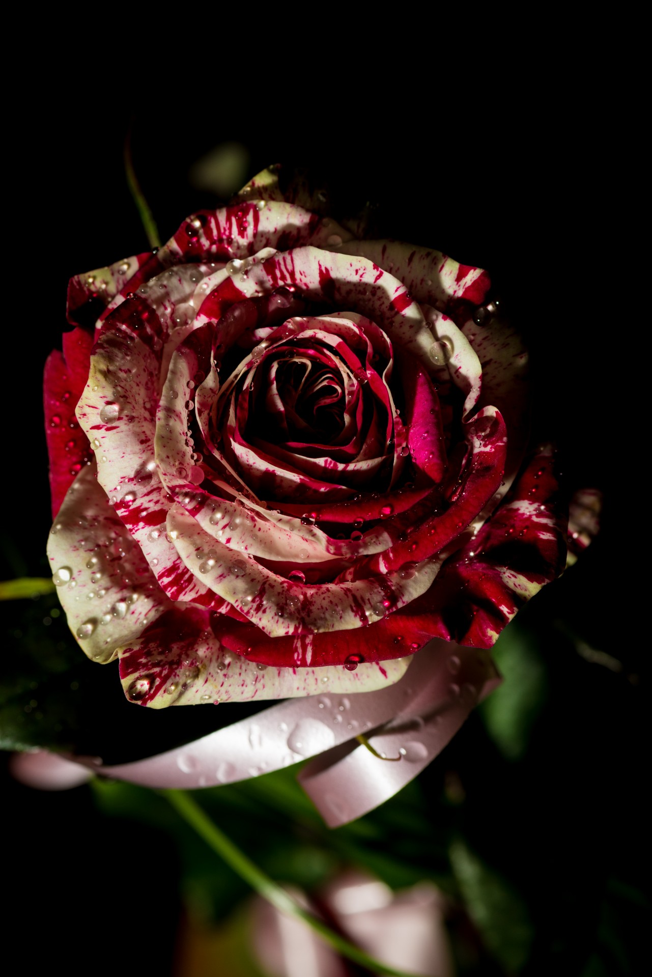 Harlequin Rose