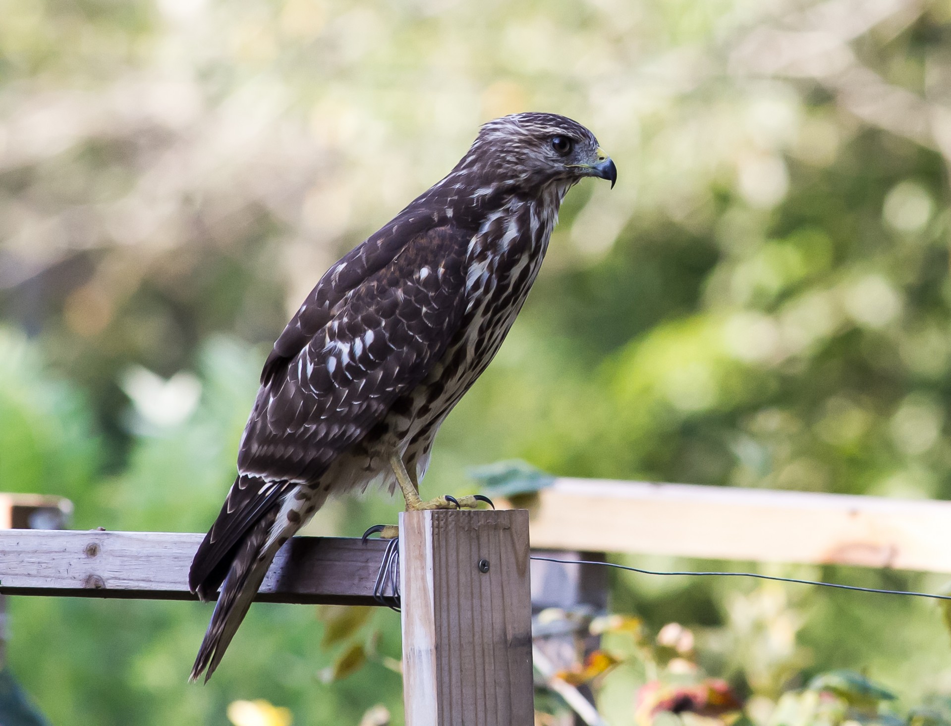 Red-shouldered hawk sitting on a pole