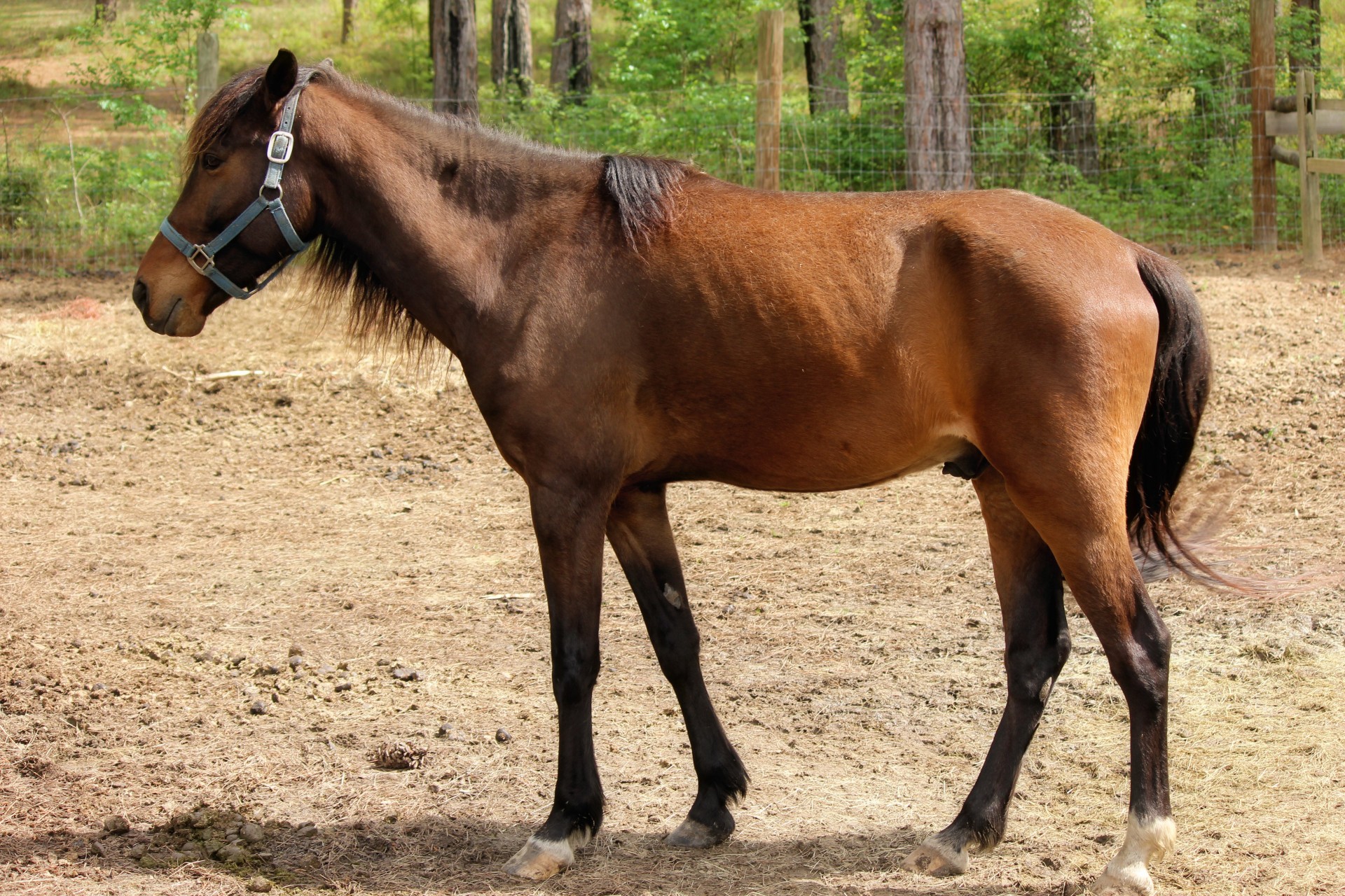 Horse Brown Color 2