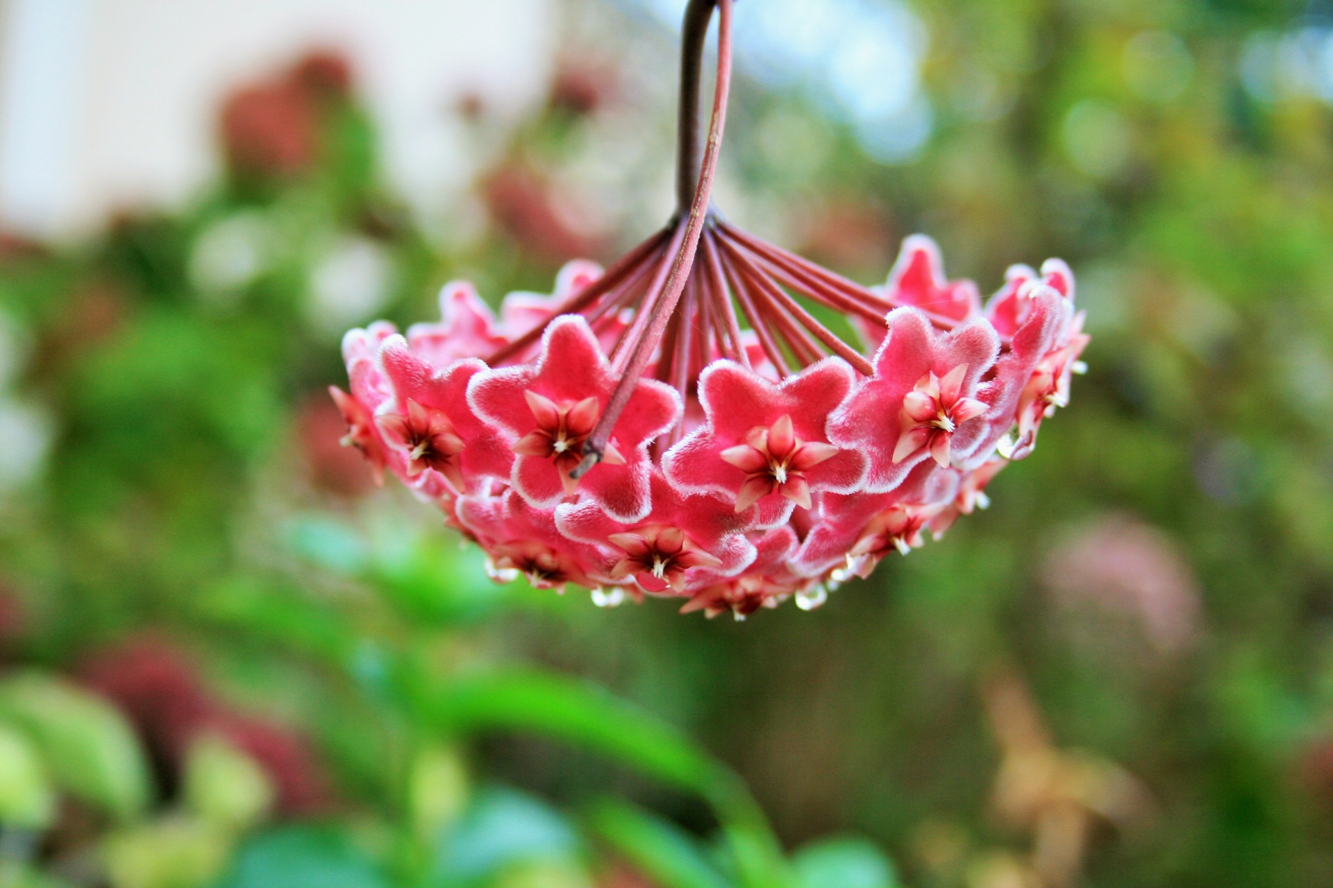 Hoya Or Waxplant Flower