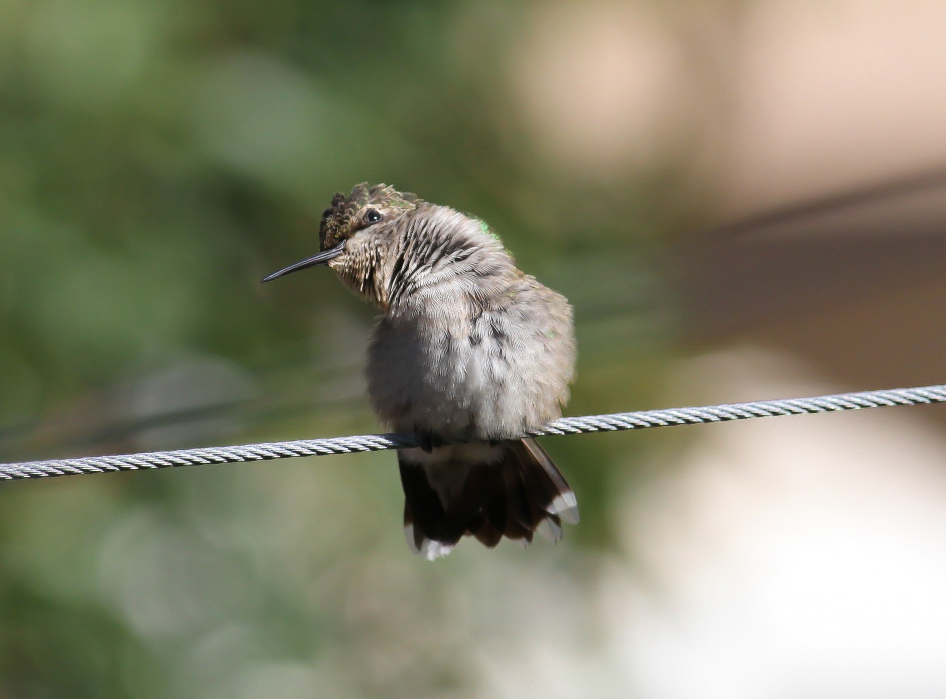 Tired hummingbird snoozing on a wire