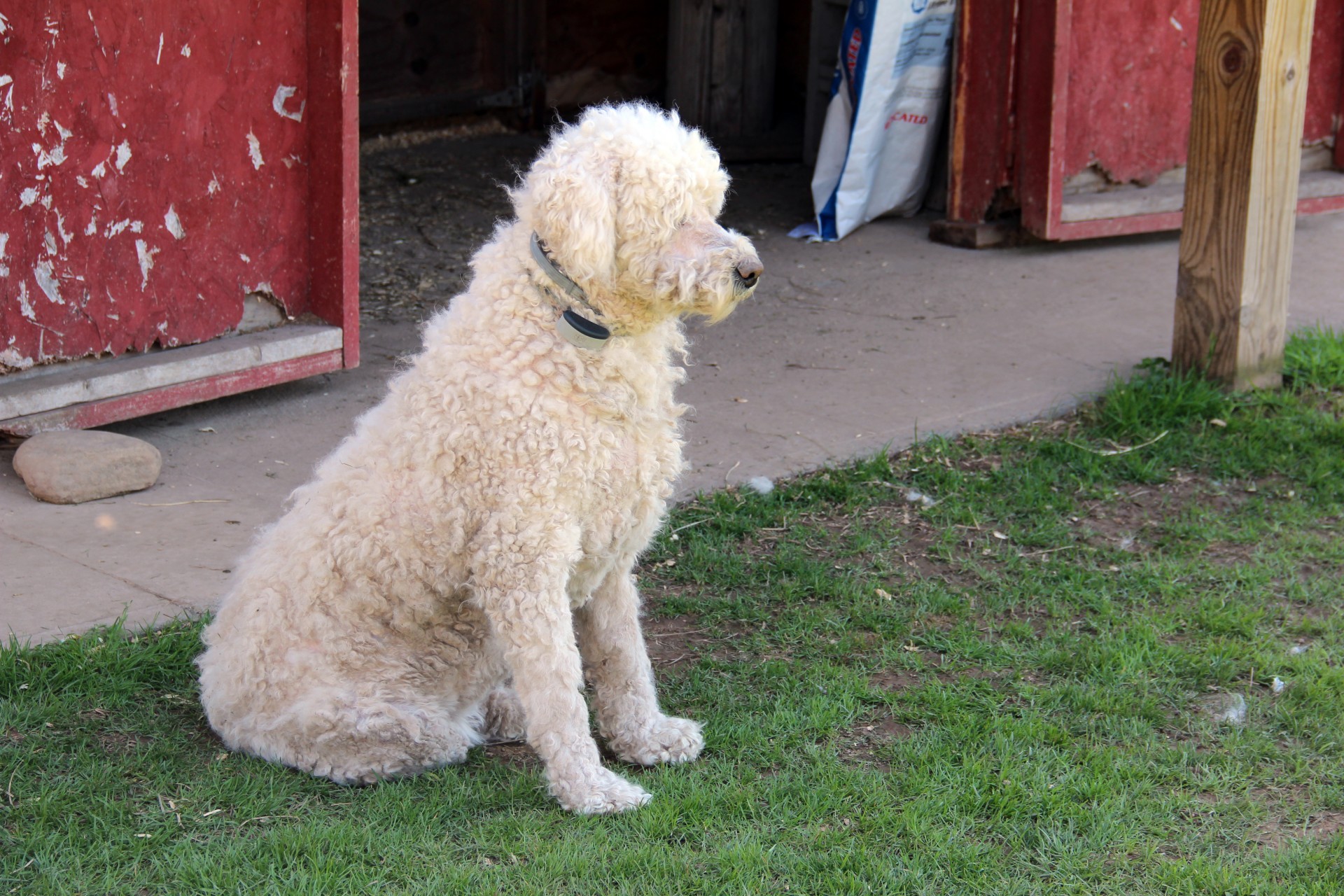 Komondor Guard Dog