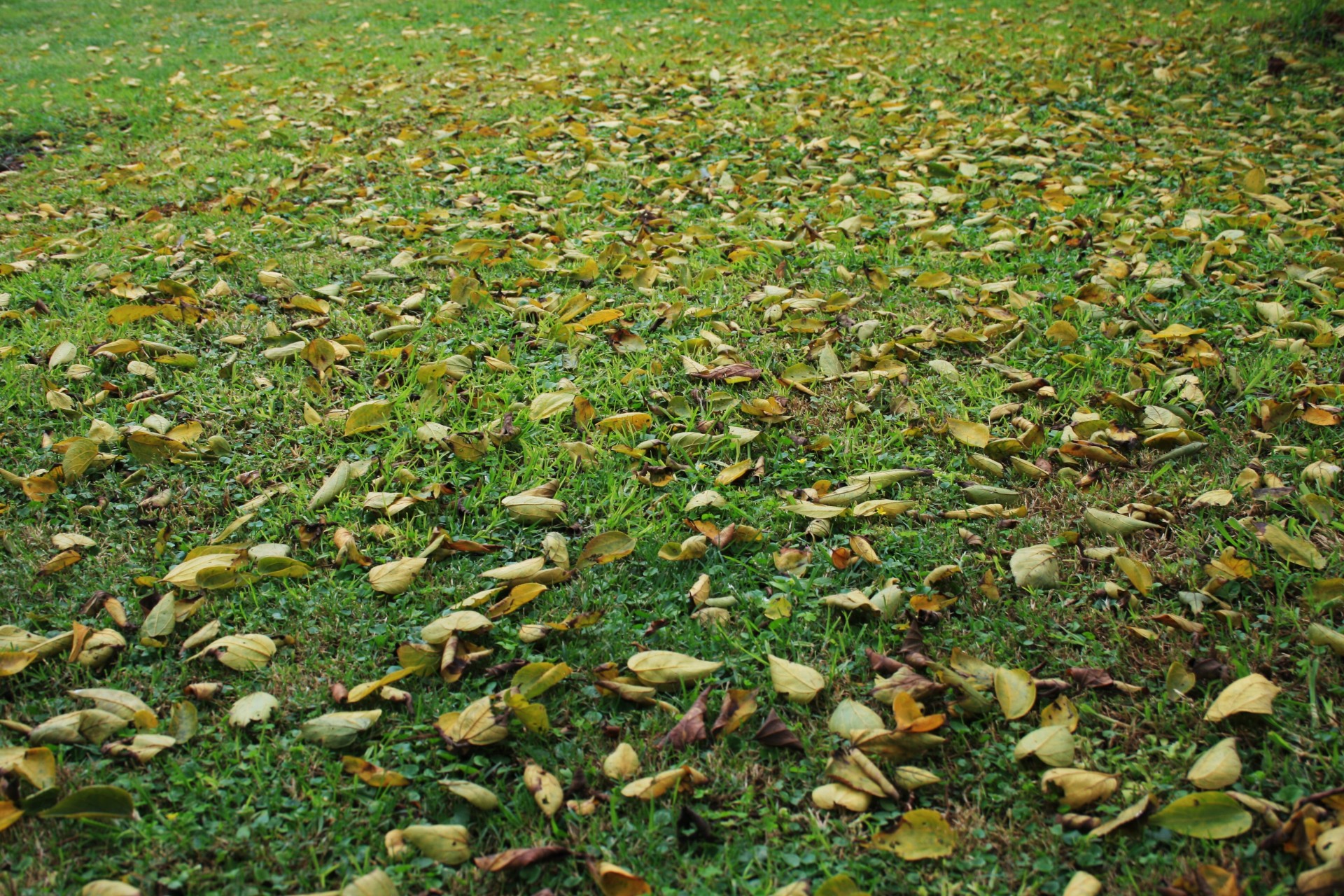Leaf Carpeted Lawn