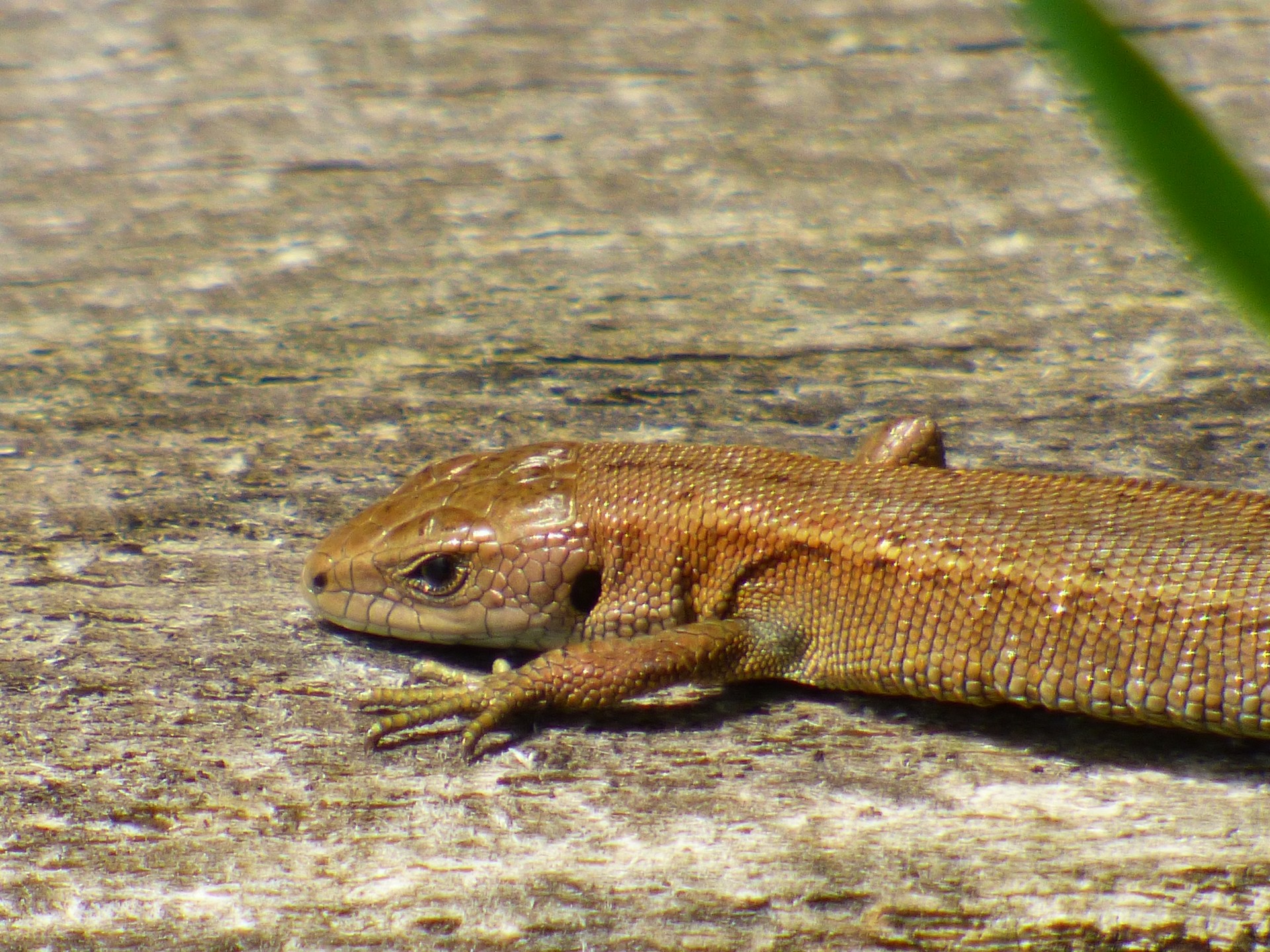 Lizard On Wood