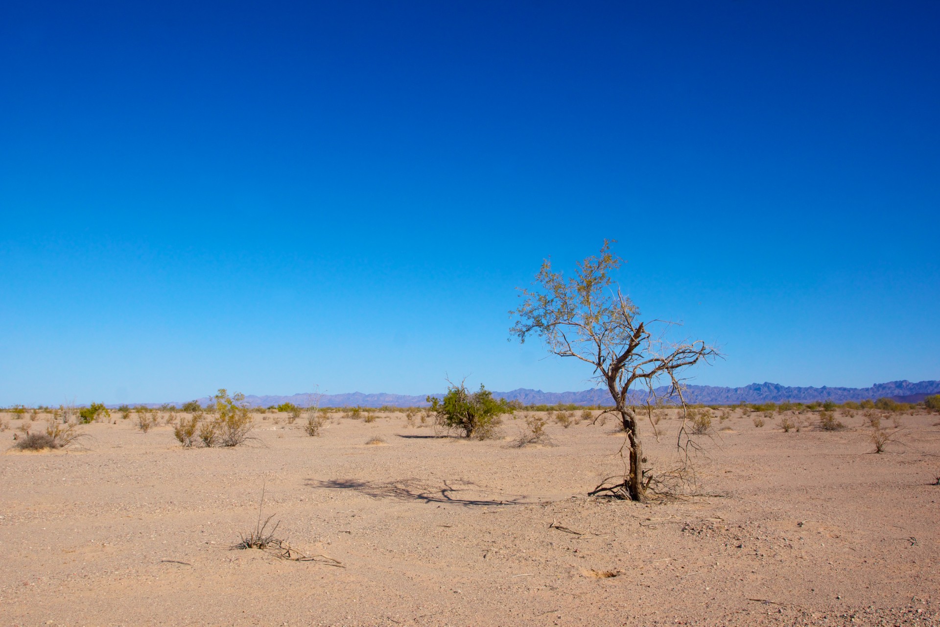 Lifeless Desert Tree