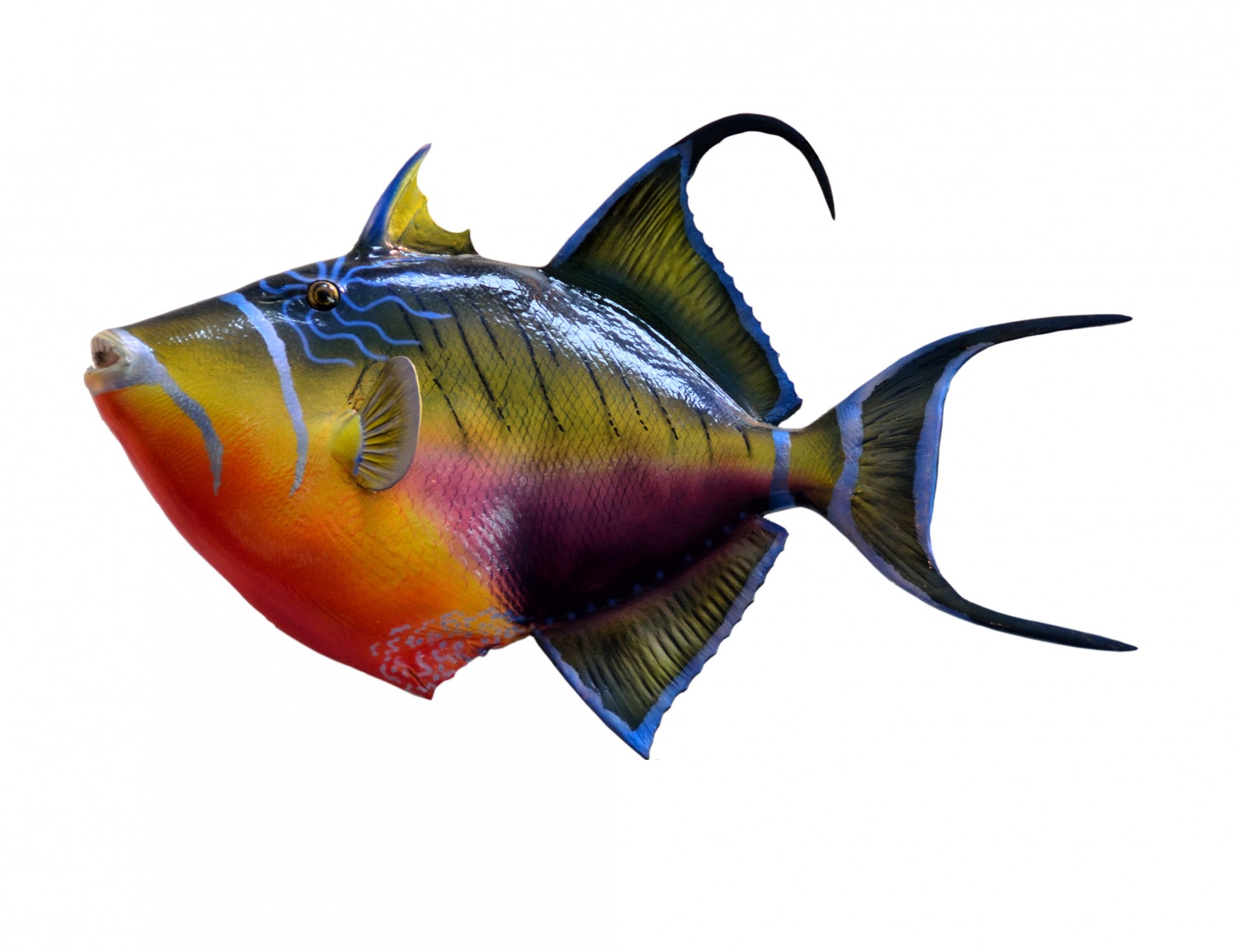 Isolated colorful Triggerfish