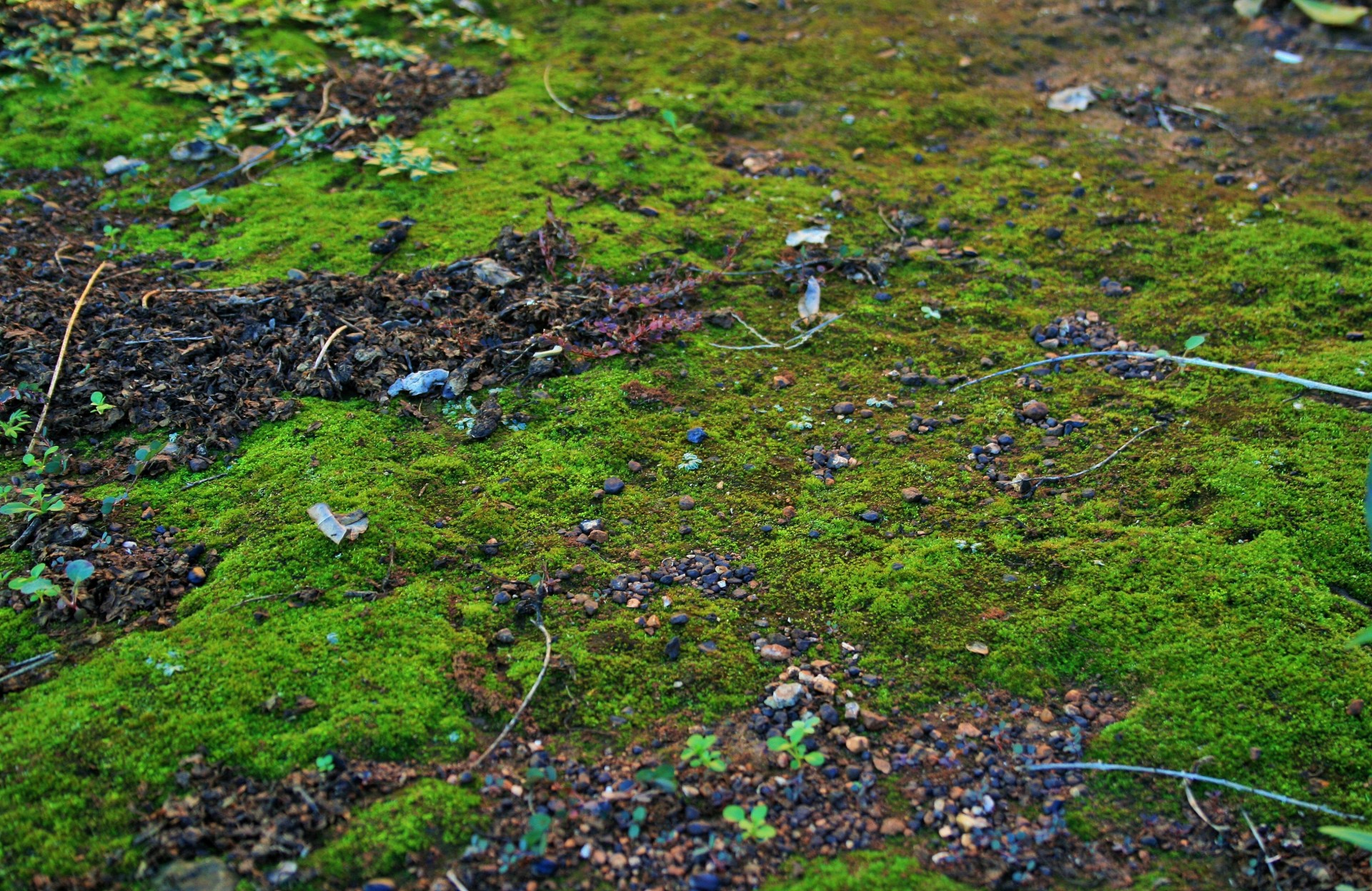 Patch Of Moss