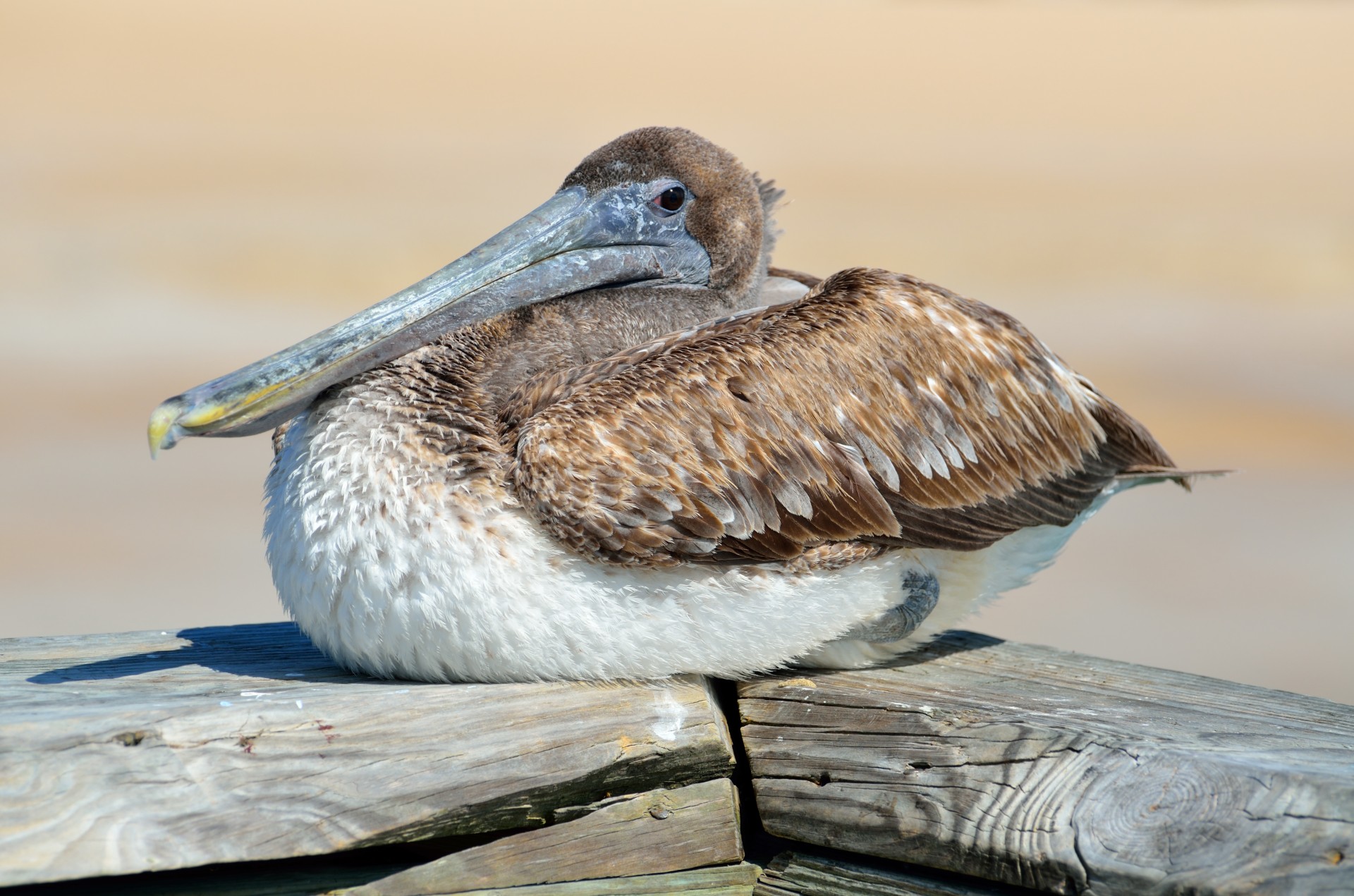 Pelican Resting