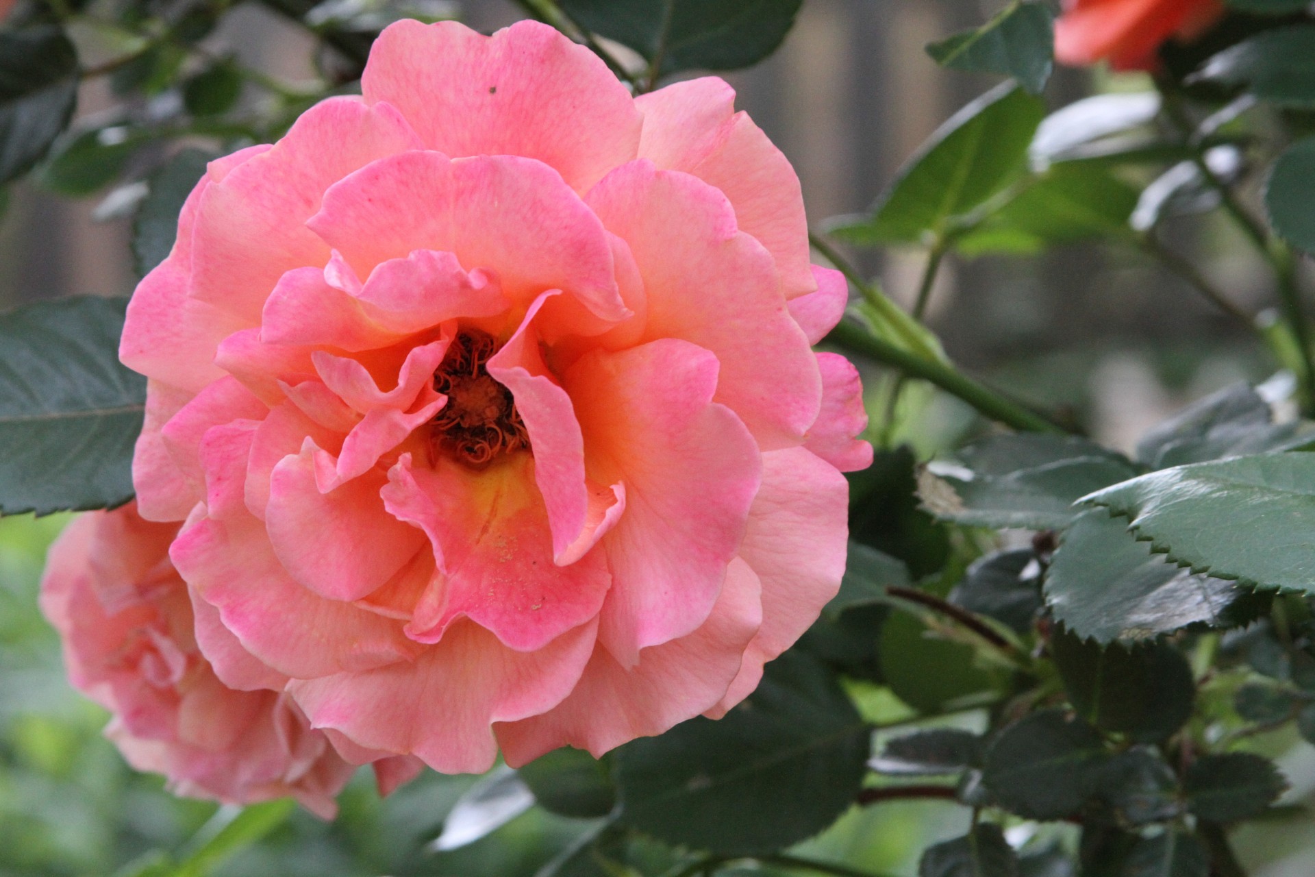 One pink rose probably hybrid