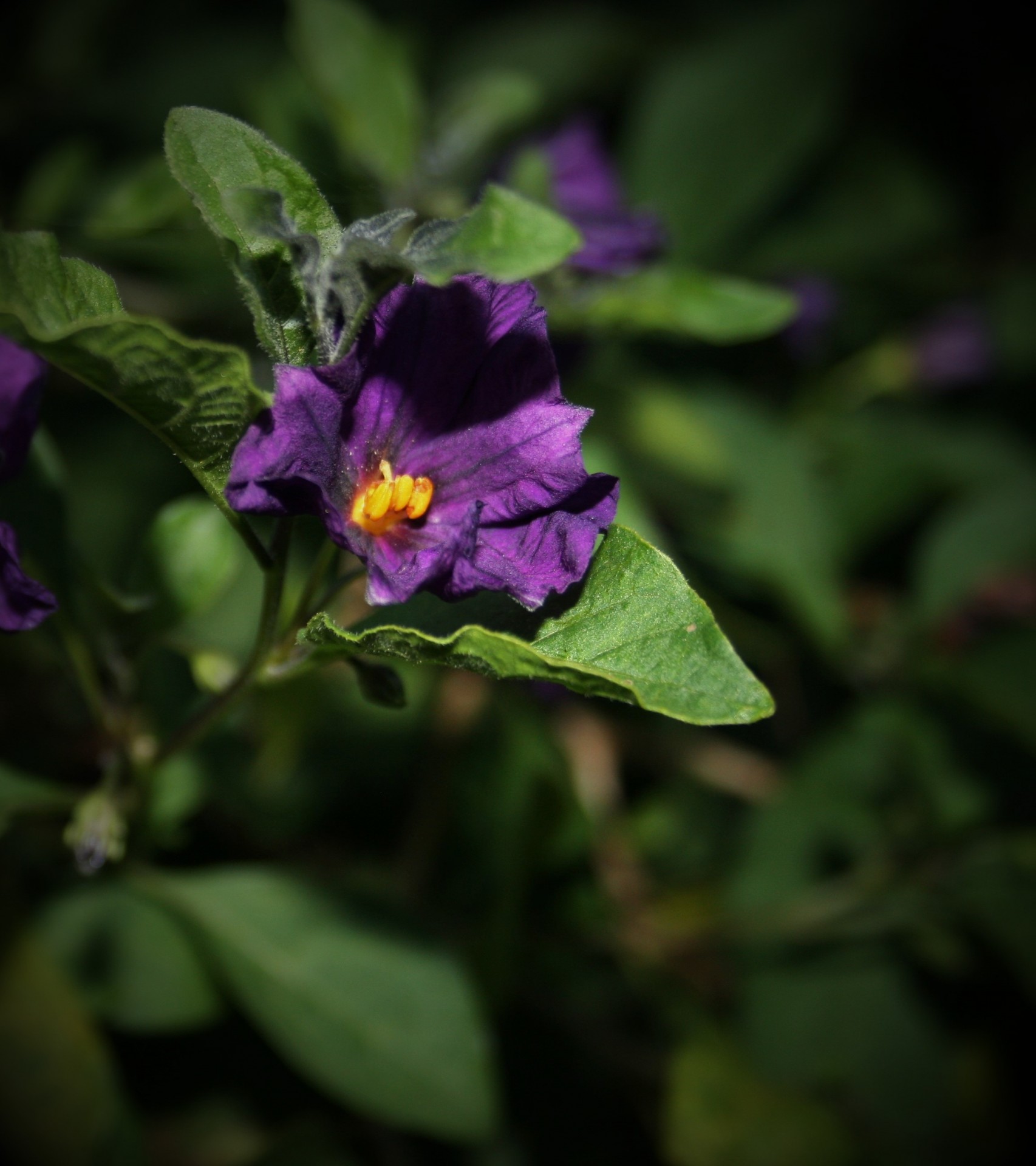 Purple Potato Bush Flower Free Stock Photo Public Domain Pictures