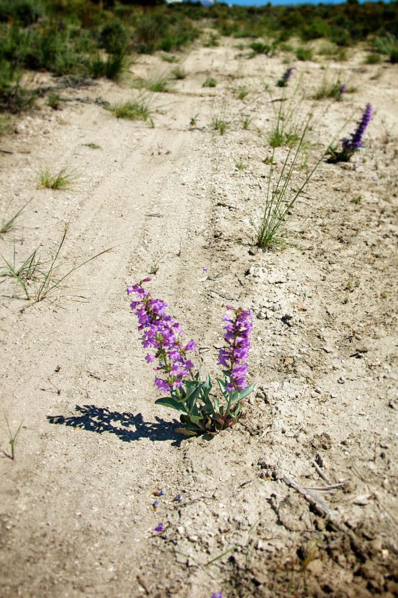 Purple Wildflower In Idaho
