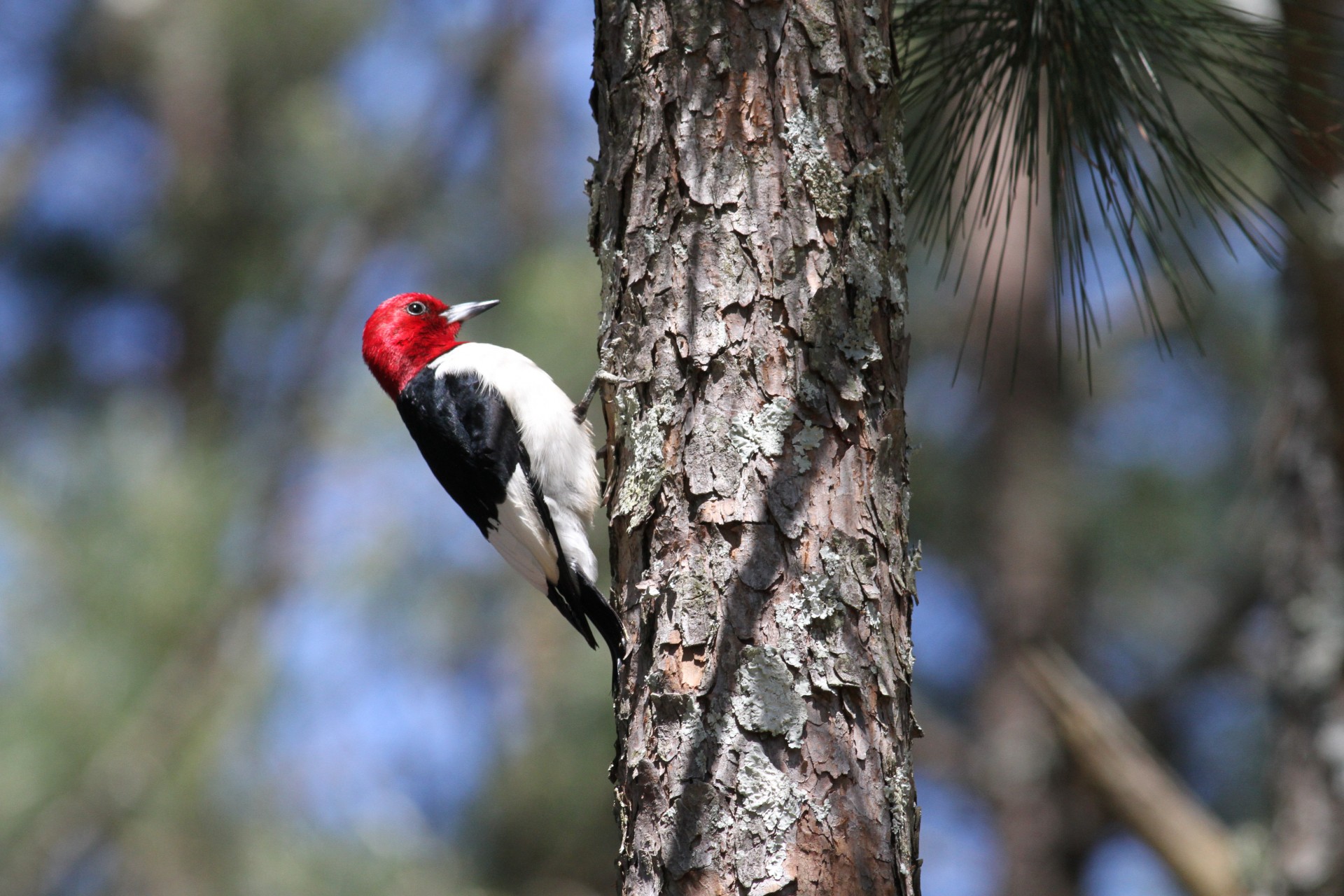 Red-headed woodpecker sitting on a pine tree