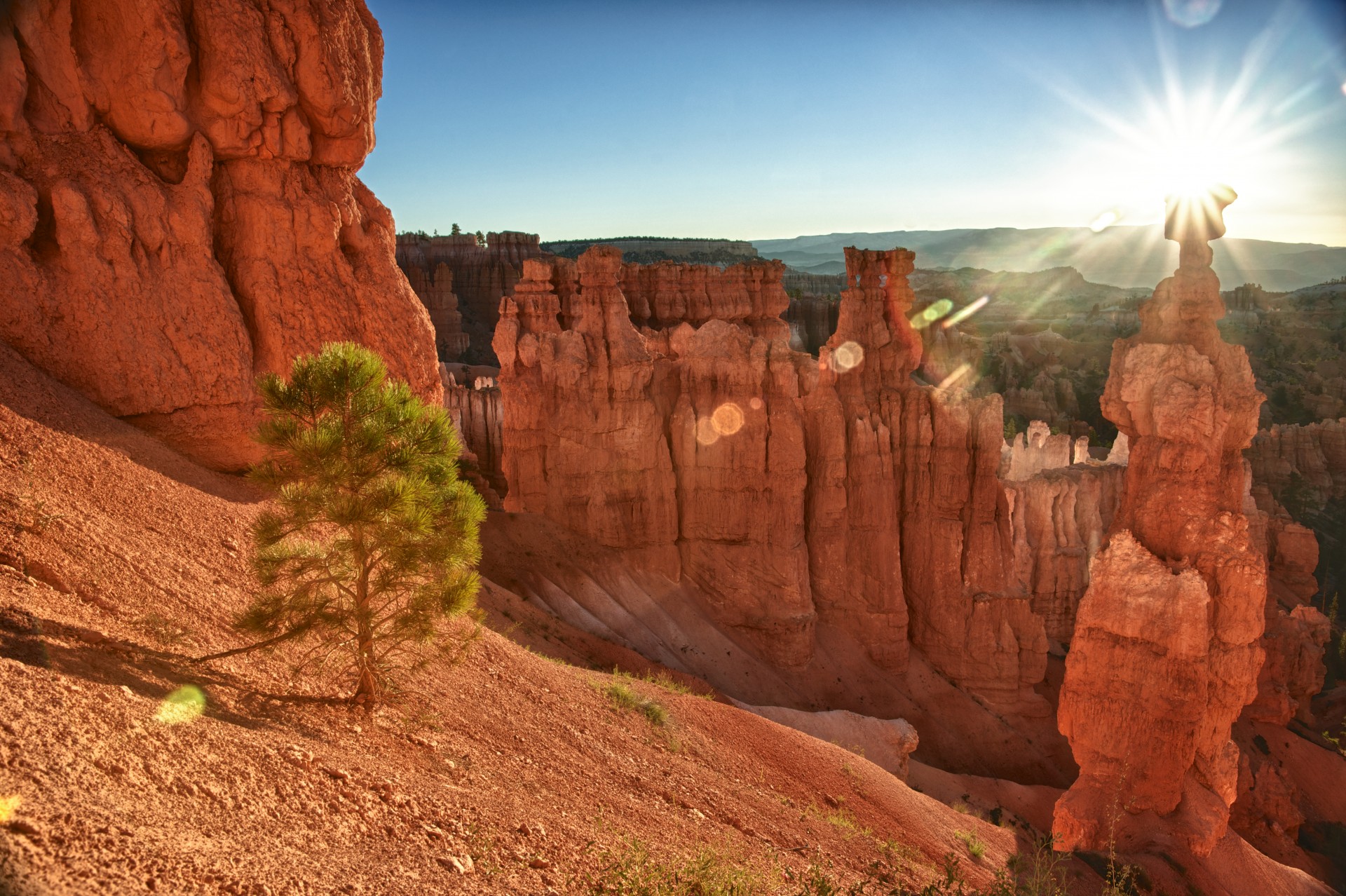 Tree lit in rays of the rising sun over the orange hoodoos of Bryce Canyon National Park in Utah.