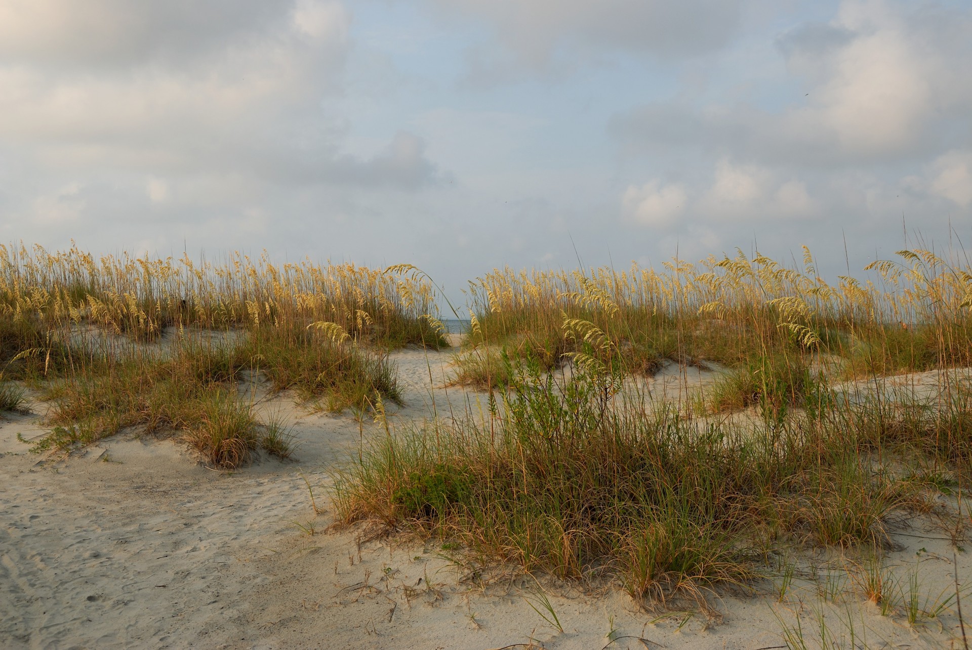 Sea Oats on the sand dunes
