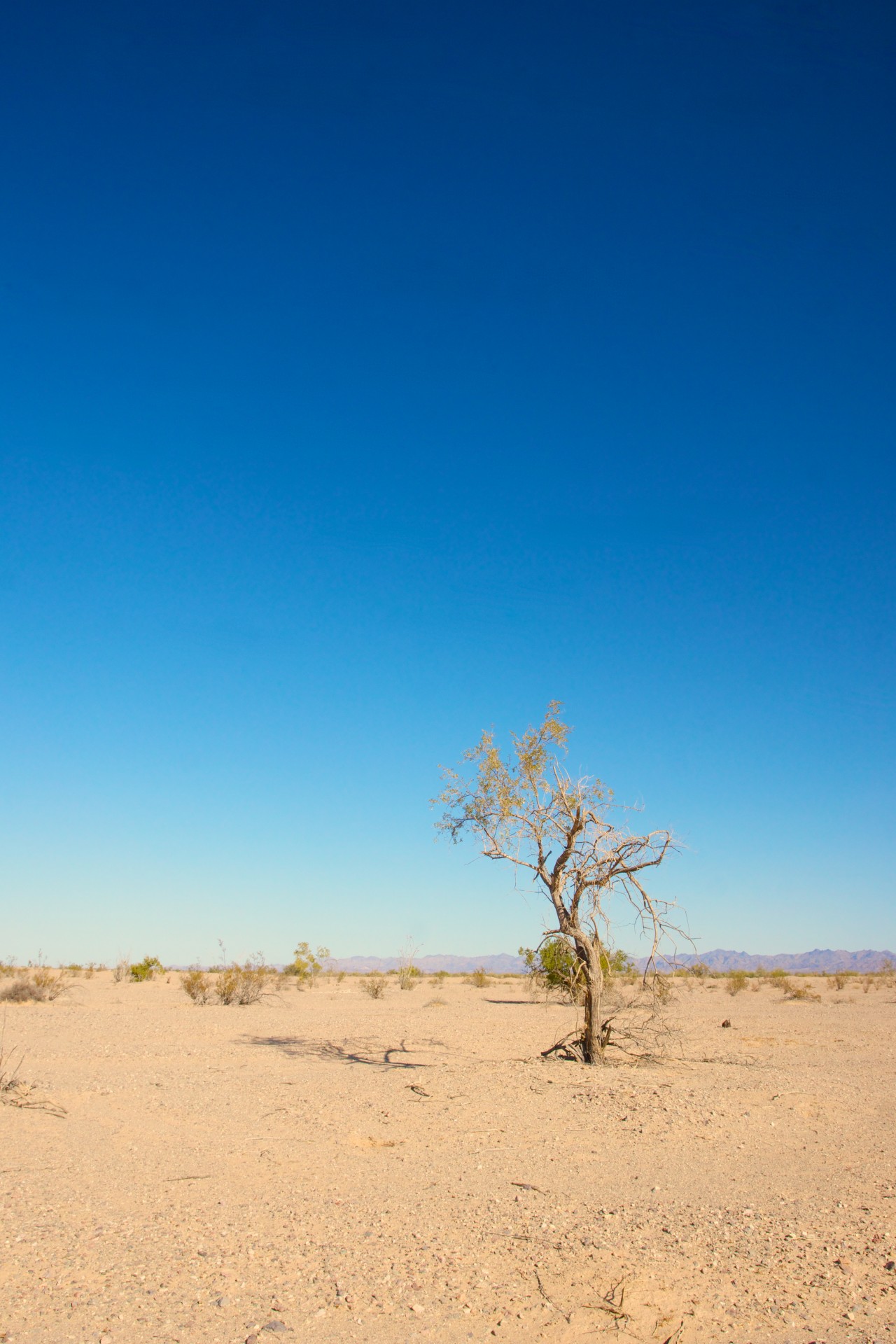Single Tree In Desert
