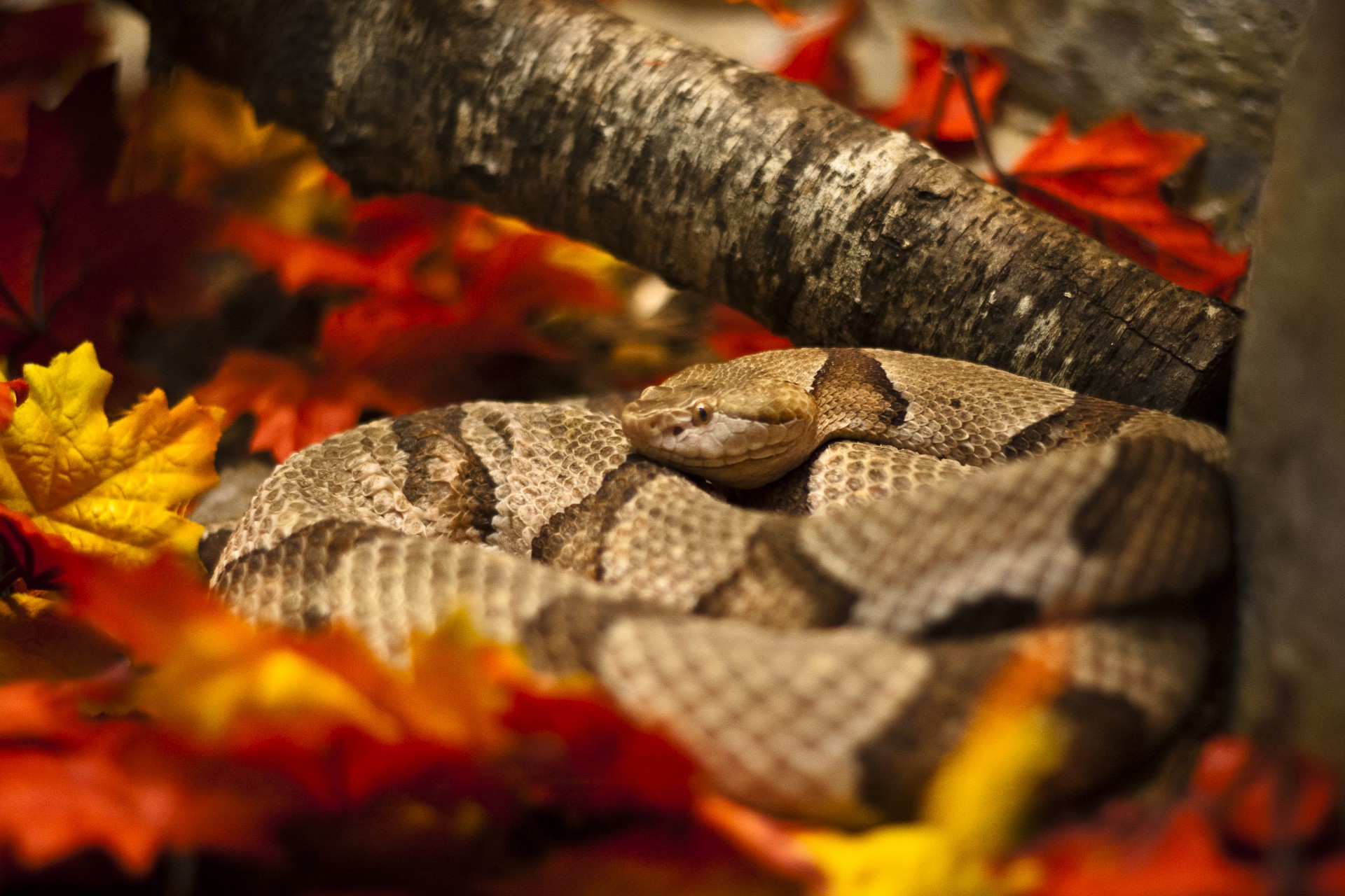 Snake waiting between branches and leaves