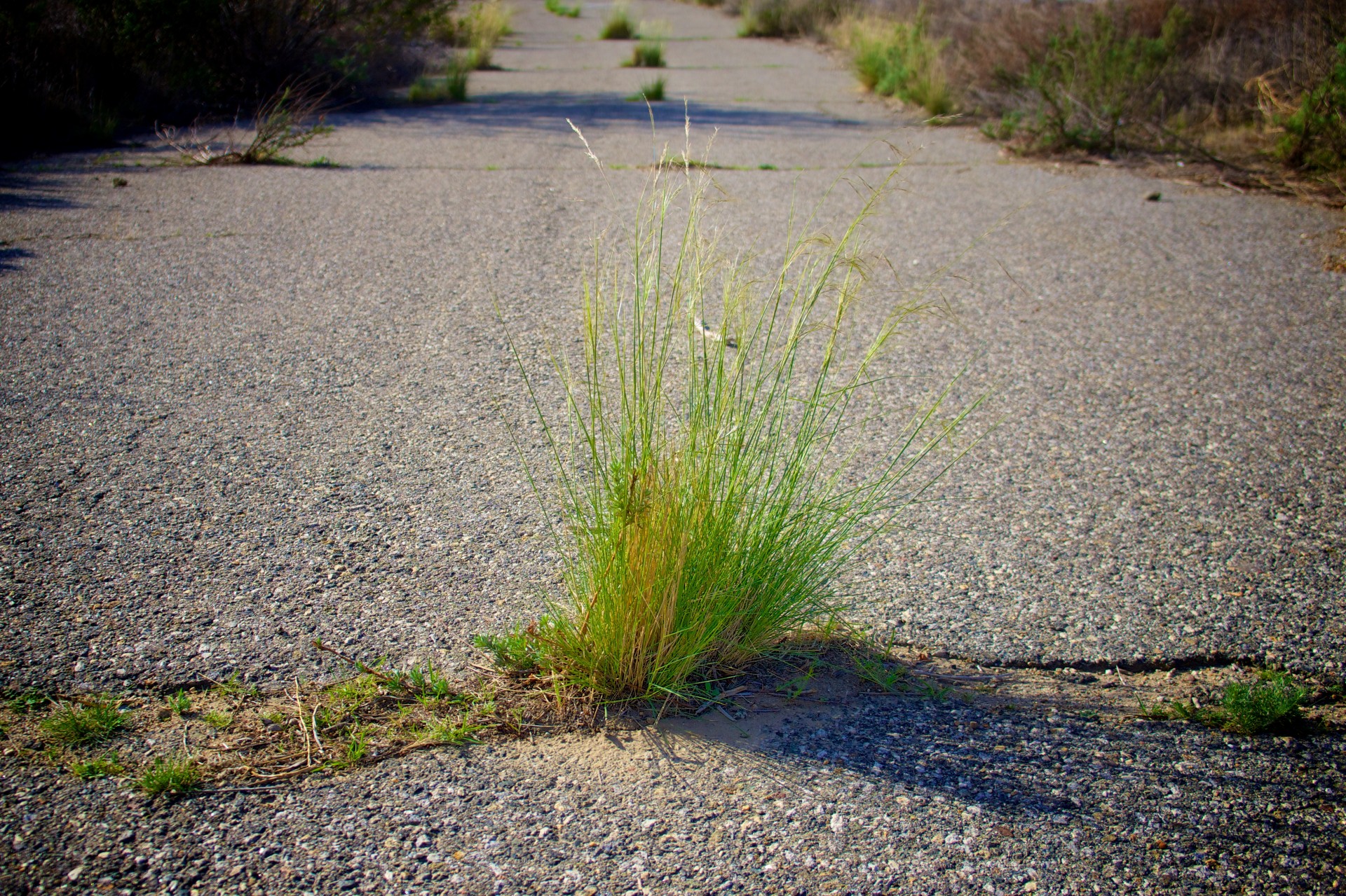 Stalks Of Grass In Road
