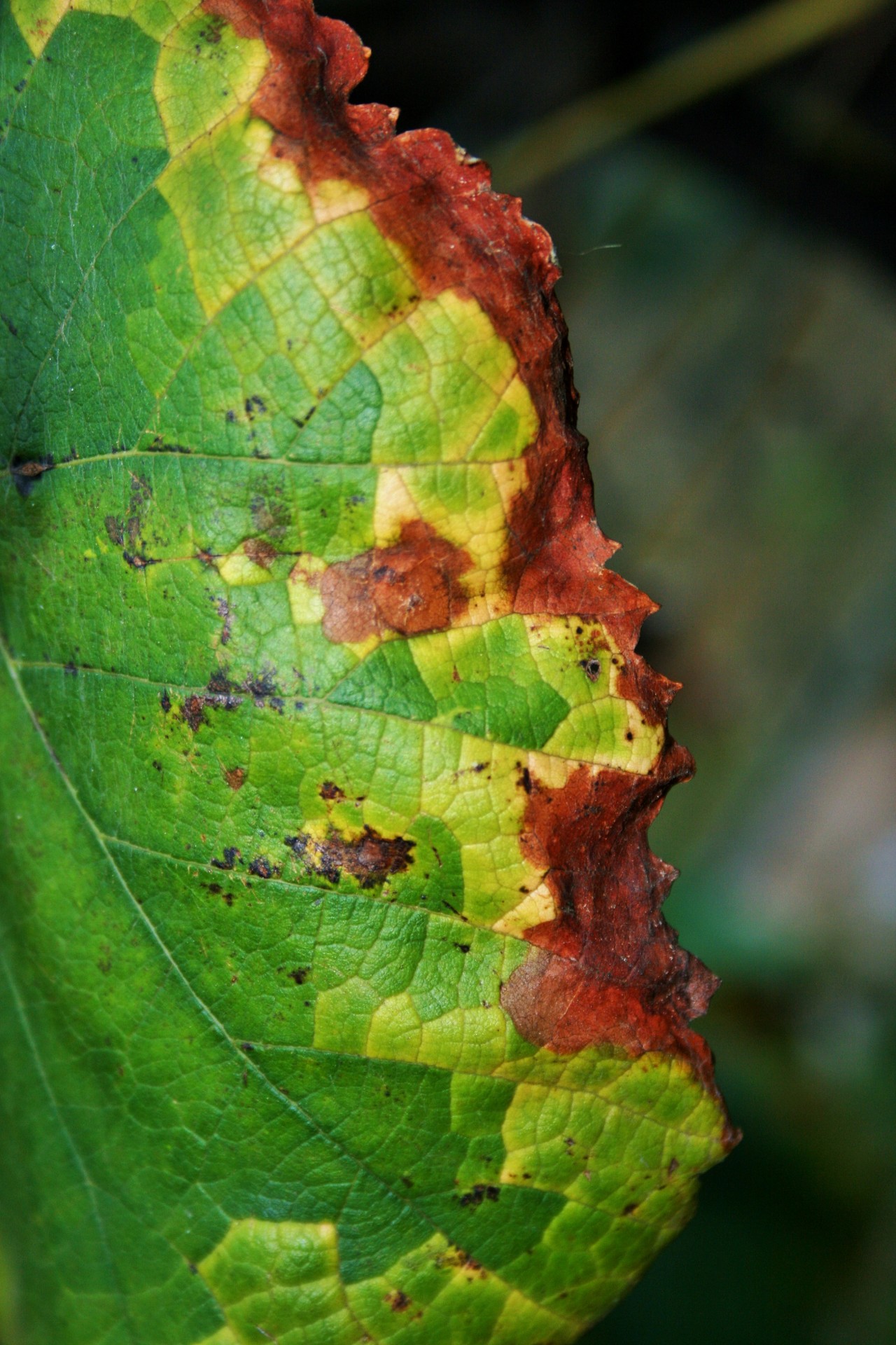 Vine Leaf Changing Colour