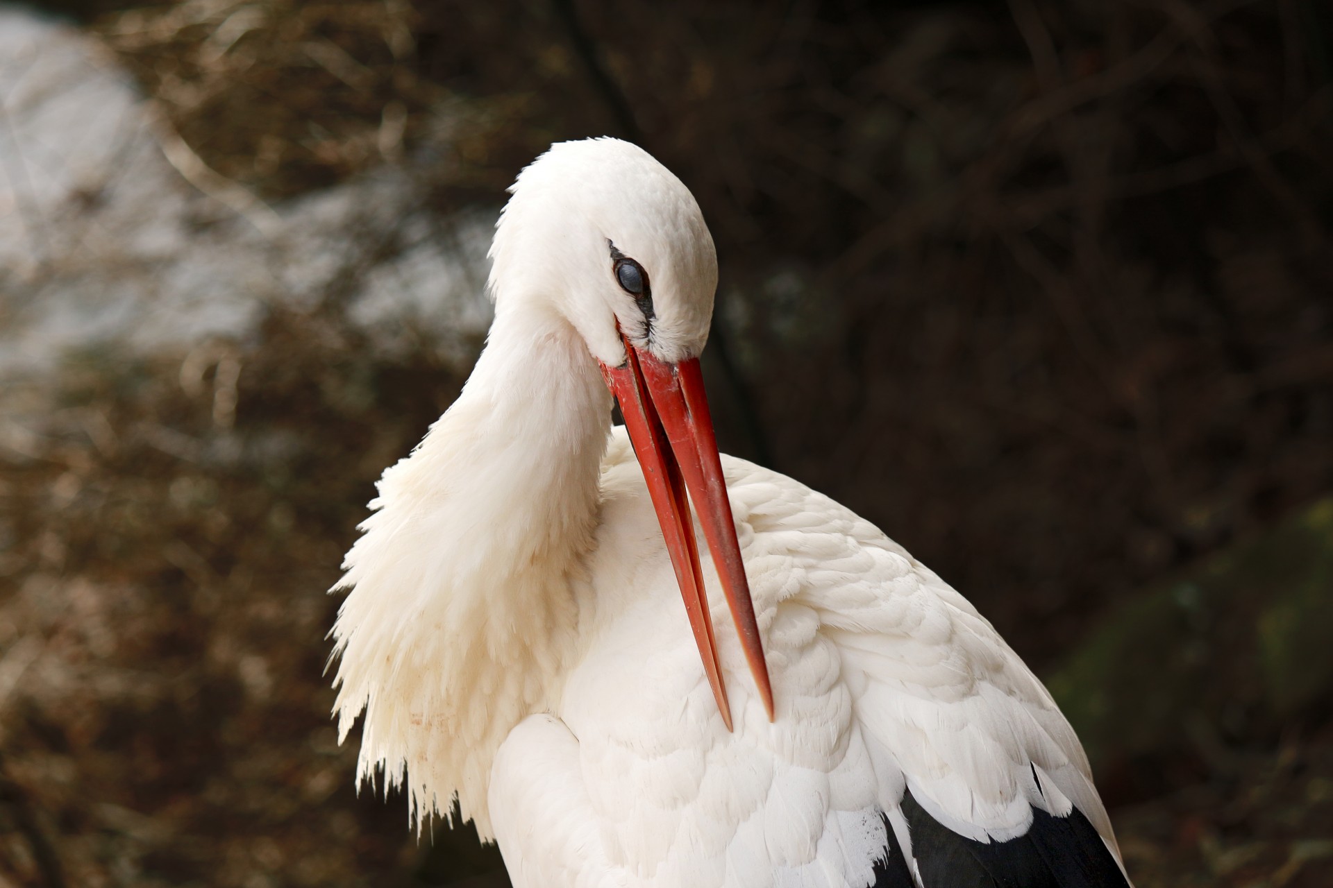 White Stork Preening
