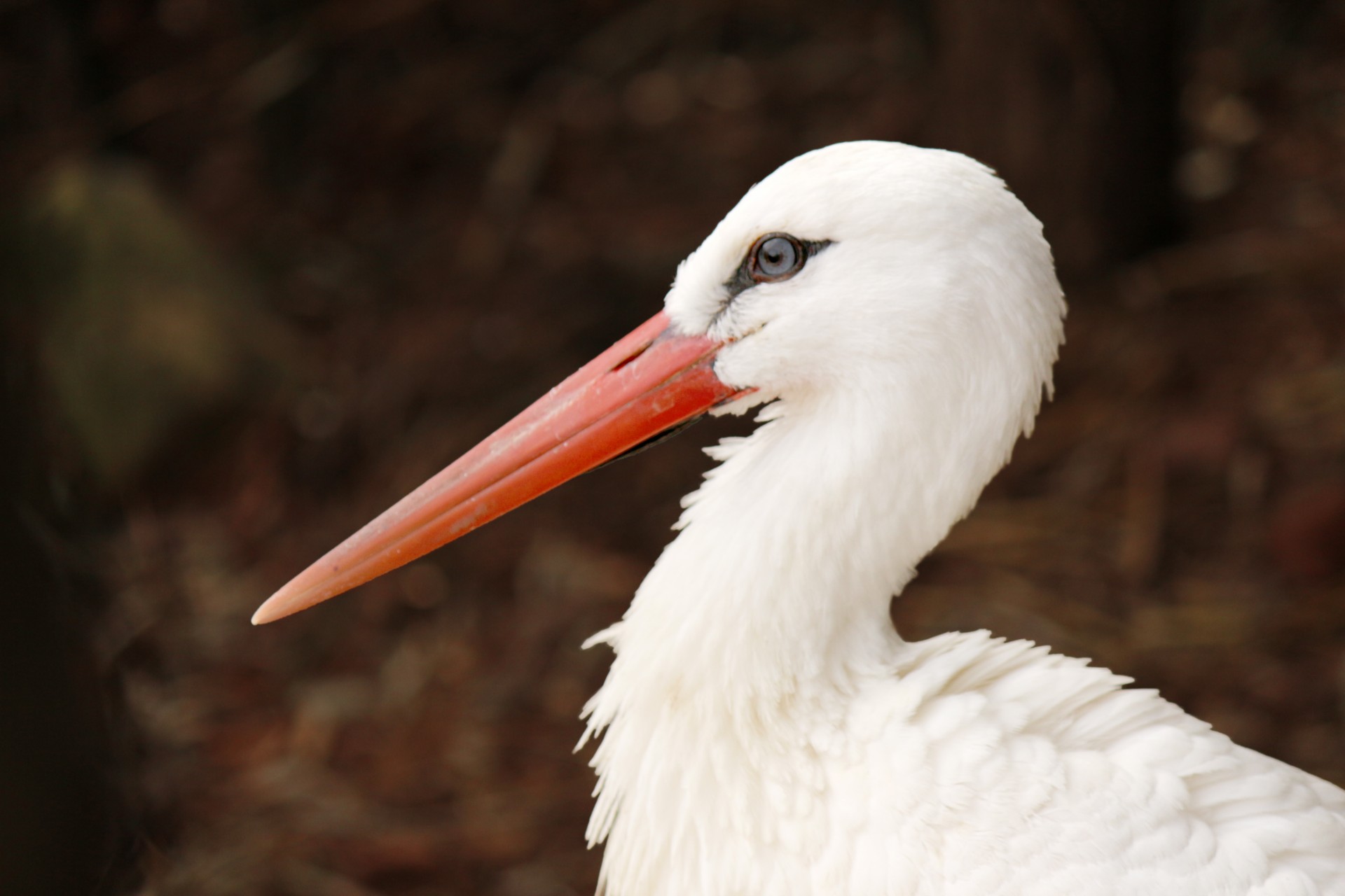 White Stork Profile