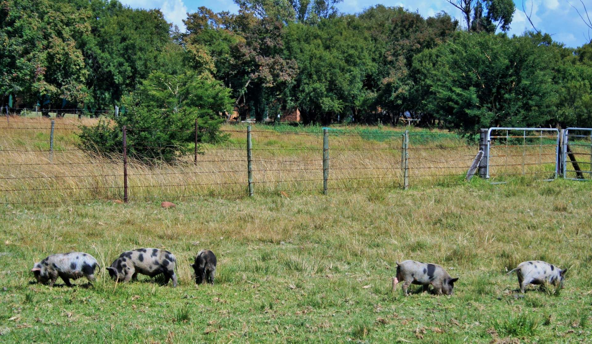 young pigs grazing